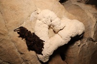   Donate to Bat Research and Support at Oregon Caves NMP